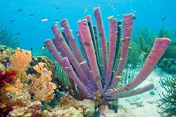 I really enjoy all the soft coral and abundance of fish i... by Lee Marple 